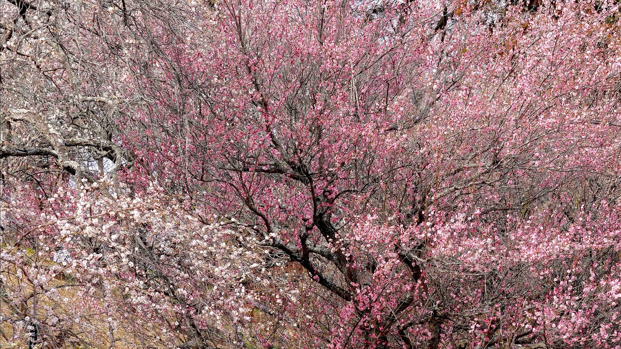 あけぼの山農業公園の梅園　〜2026年2月20日〜