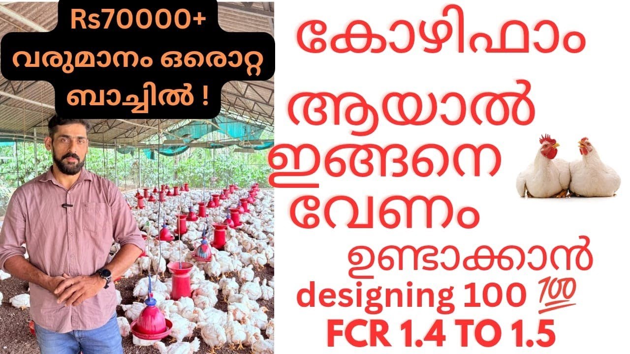 ബ്രോയിലർ കോഴി ഫാം  ഉണ്ടാക്കേണ്ട ശരിയായ രീതി പരിചയപ്പെടാം