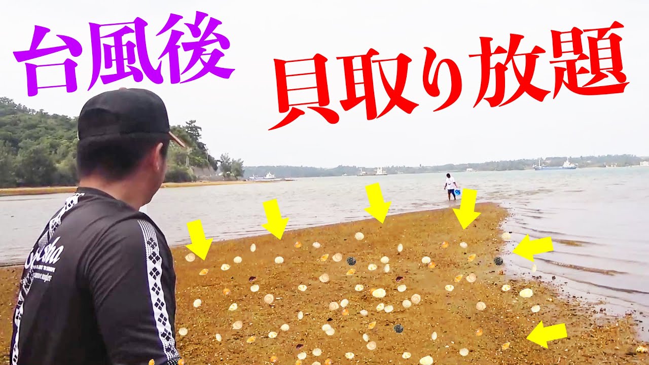 台風後に打ち上げられた貝の大群を取りまくる