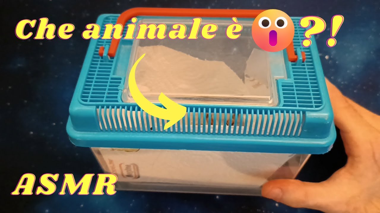 Vi Mostro i Miei Animaletti / Speciale 1000 iscritti - ASMR ITA