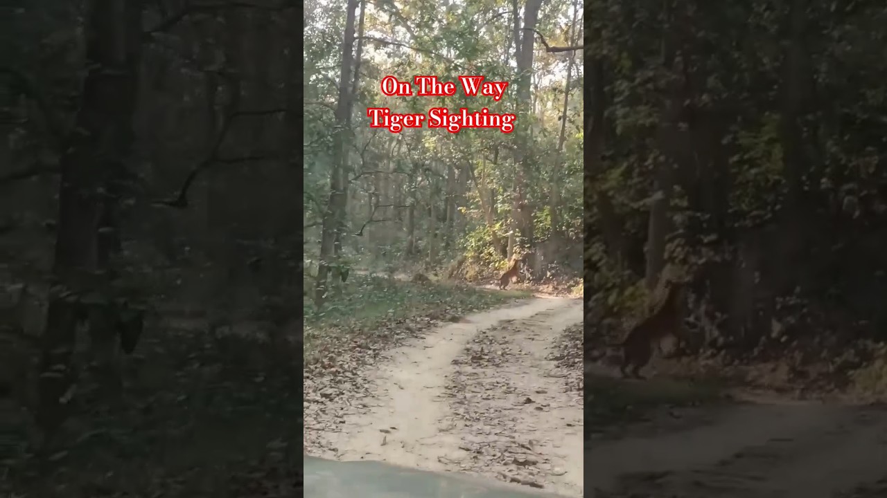 On The Way Tiger Sighting / Jim Corbett National Park Jungle Safari #tiger #junglesafari
