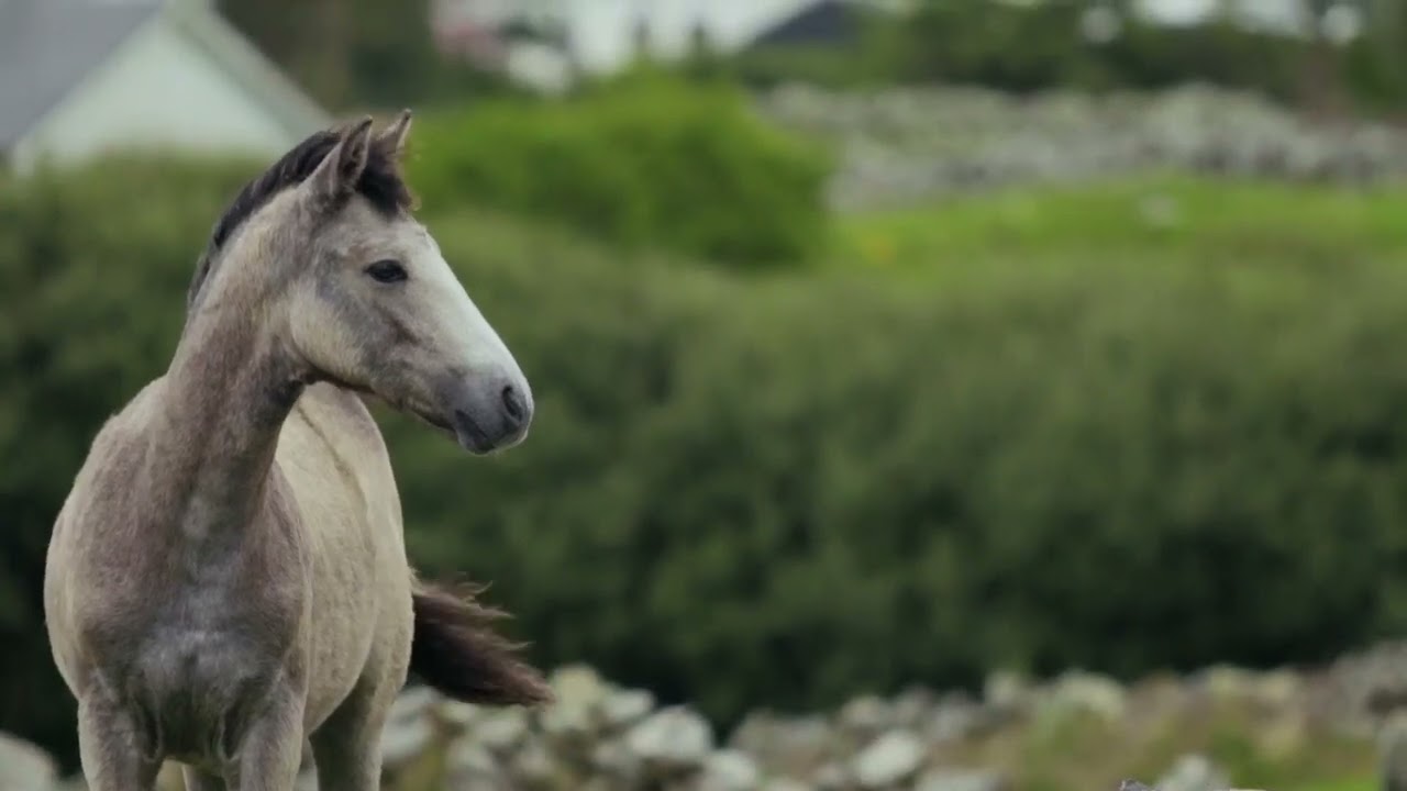 Grace of the Equine