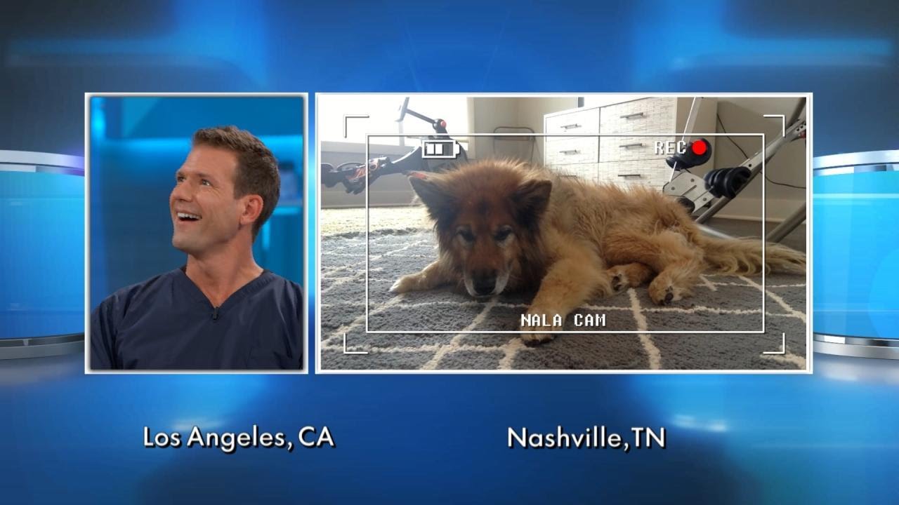 Acupuncture for Dogs?
