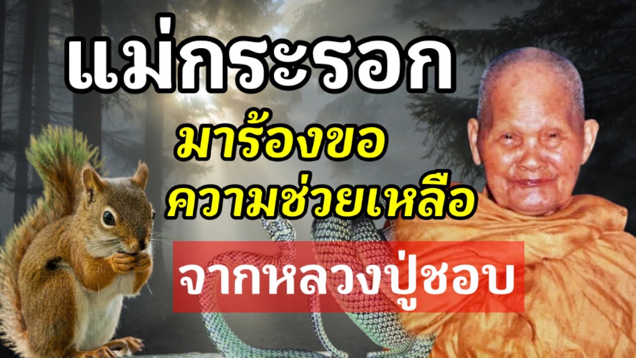 แปลกแต่จริง! แม่กระรอกมาร้องขอความช่วยเหลือจากหลวงปู่ชอบ