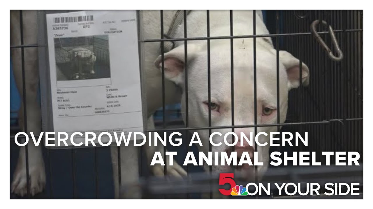 Overcrowding a concern at St. Louis County animal shelter