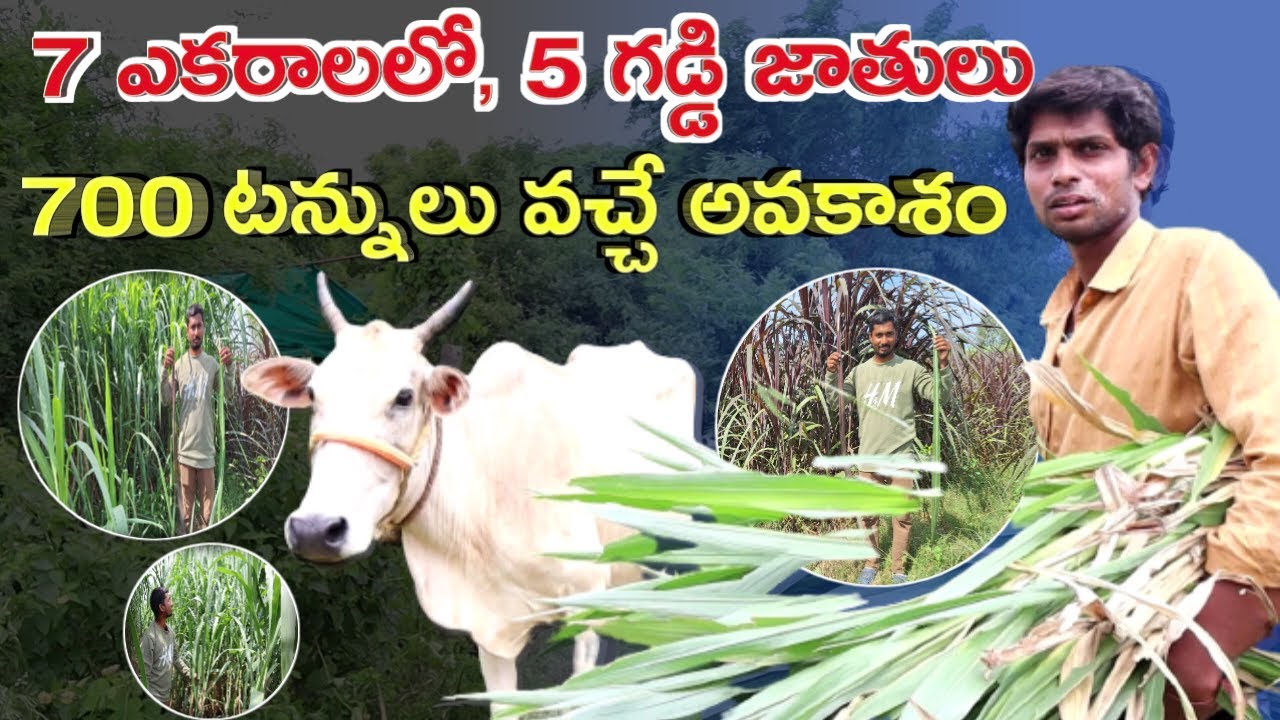 5 రకాల గడ్డి green fodder business for dairy farm @MalleshAdla