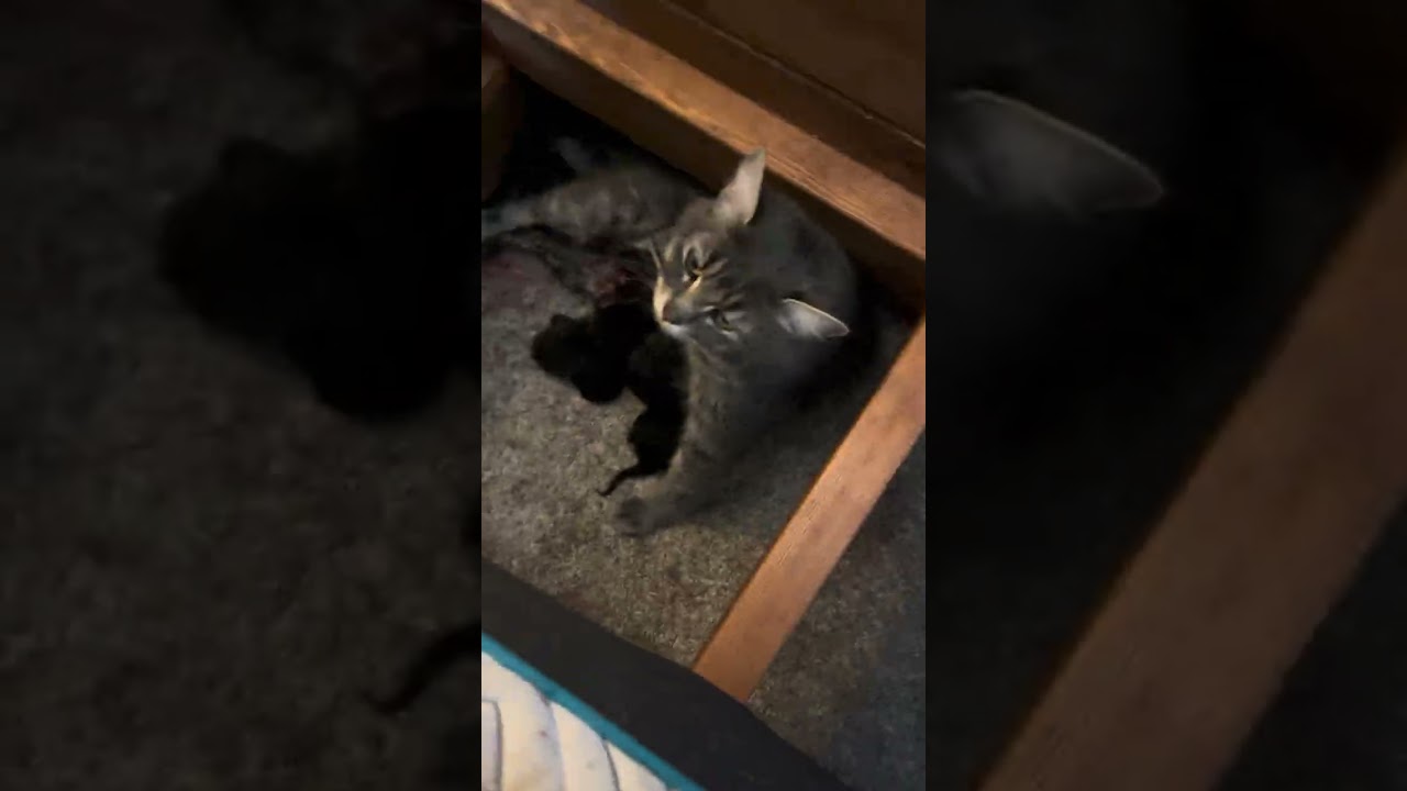 MY CAT GAVE BIRTH