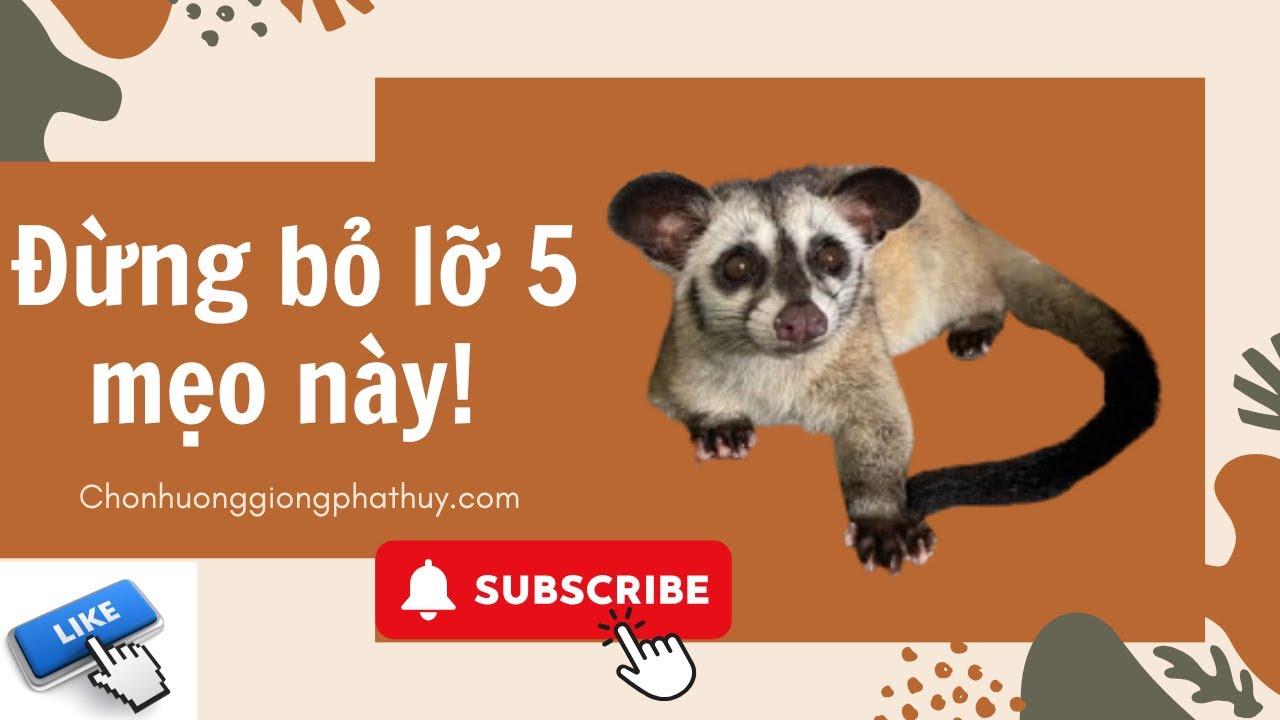 5 Mẹo Nuôi Chồn Hương Hiệu Quả Mà Ai Cũng Cần Biết