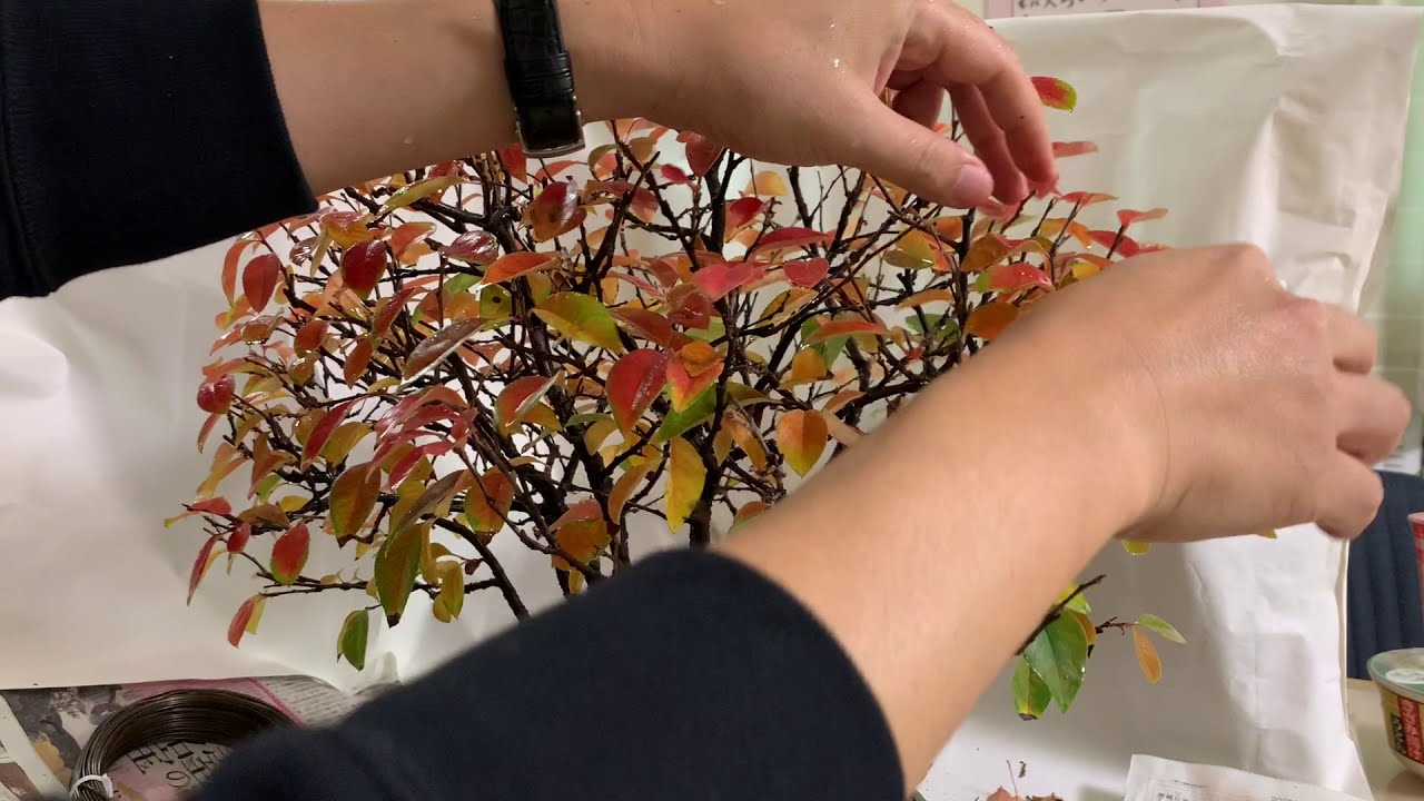 Bonsai chinese quince花梨 盆栽