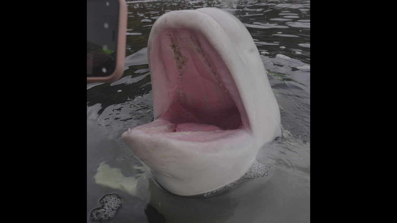 Beluga Whales Education: The Unseen Danger to Hvaldimir | OneWhale.org