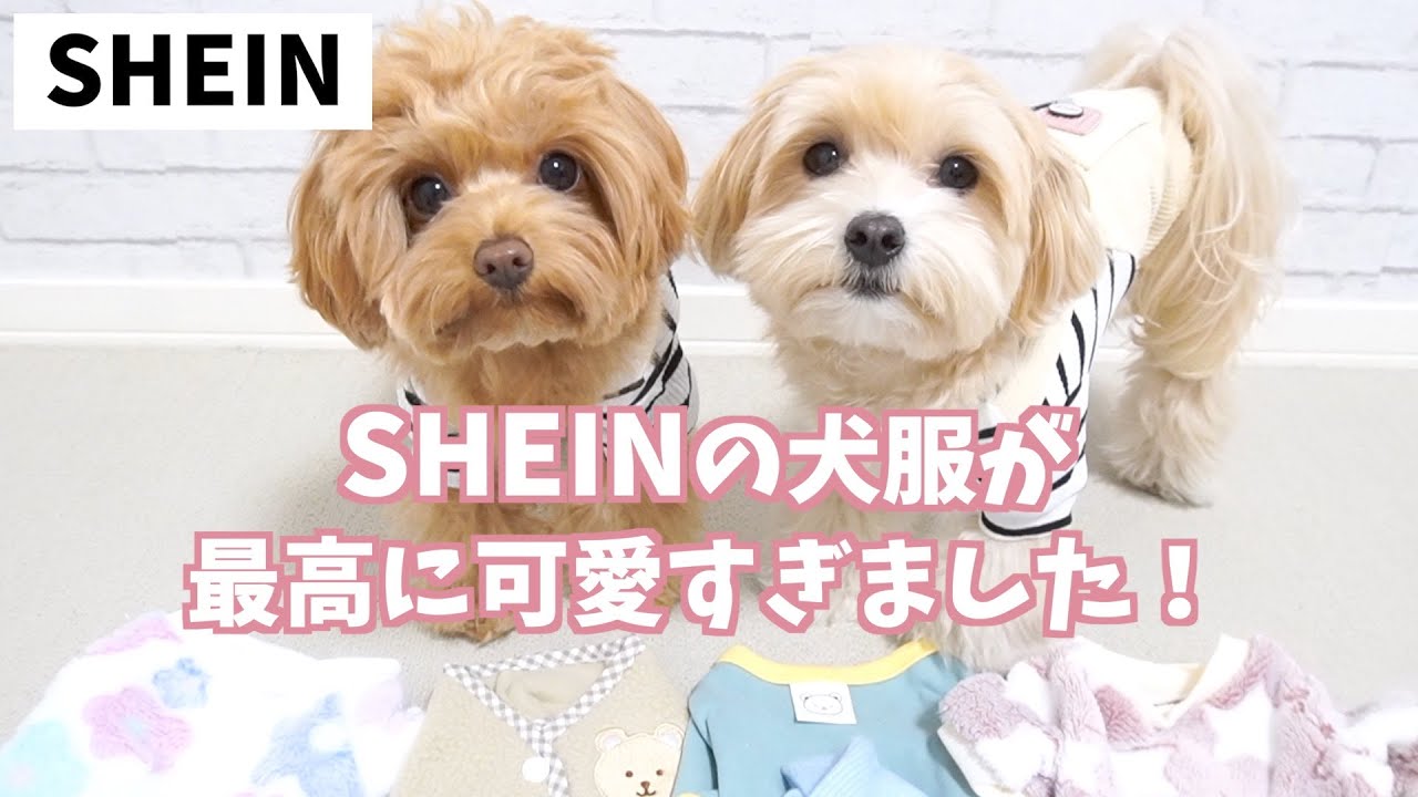 【SHEIN】激安なのに可愛い！SHEINの犬服を正直レビュー！失敗しないコツも紹介しています♪