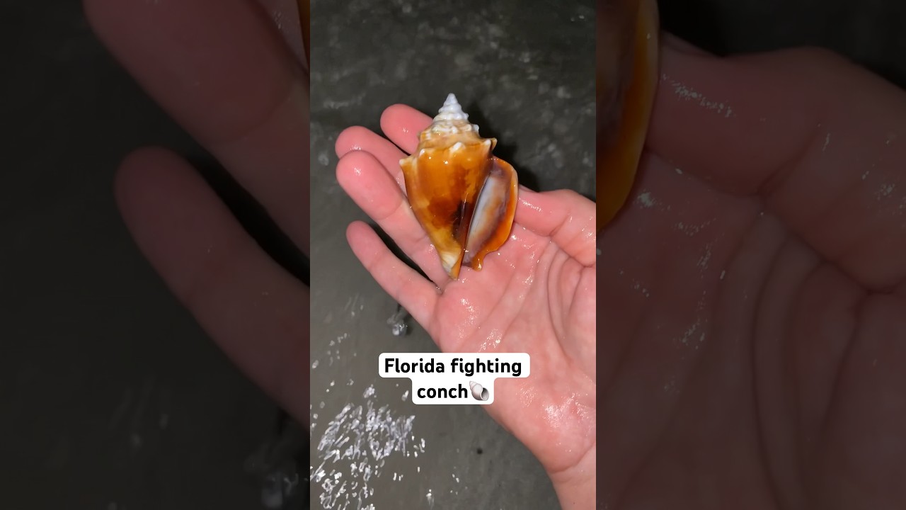 One of the most common mollusks in Florida! #seashells #floridalife #beachcombing #shelling