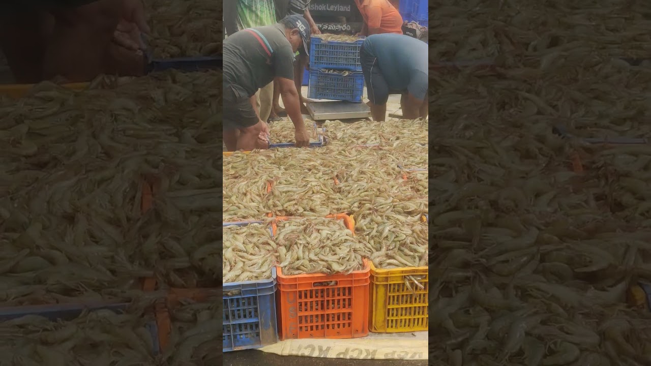 middle harvesting of L.vannamei .. Andhra Pradesh fish and shrimp  farm