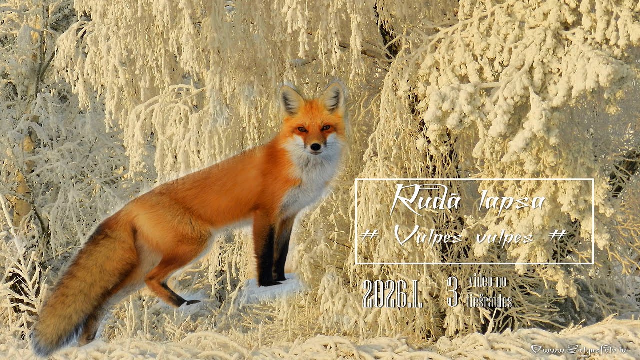 3. Wild Animals. RUDĀ LAPSA /Vulpes vulpes/. Dabas stūrītis savvaļas putniem, dzīvniekiem.
