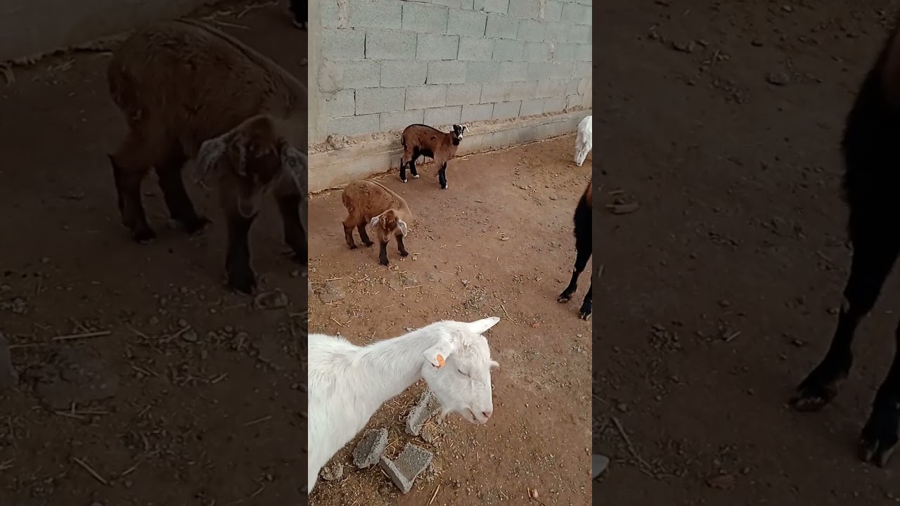 تأثير البرد على الماعز والصغار