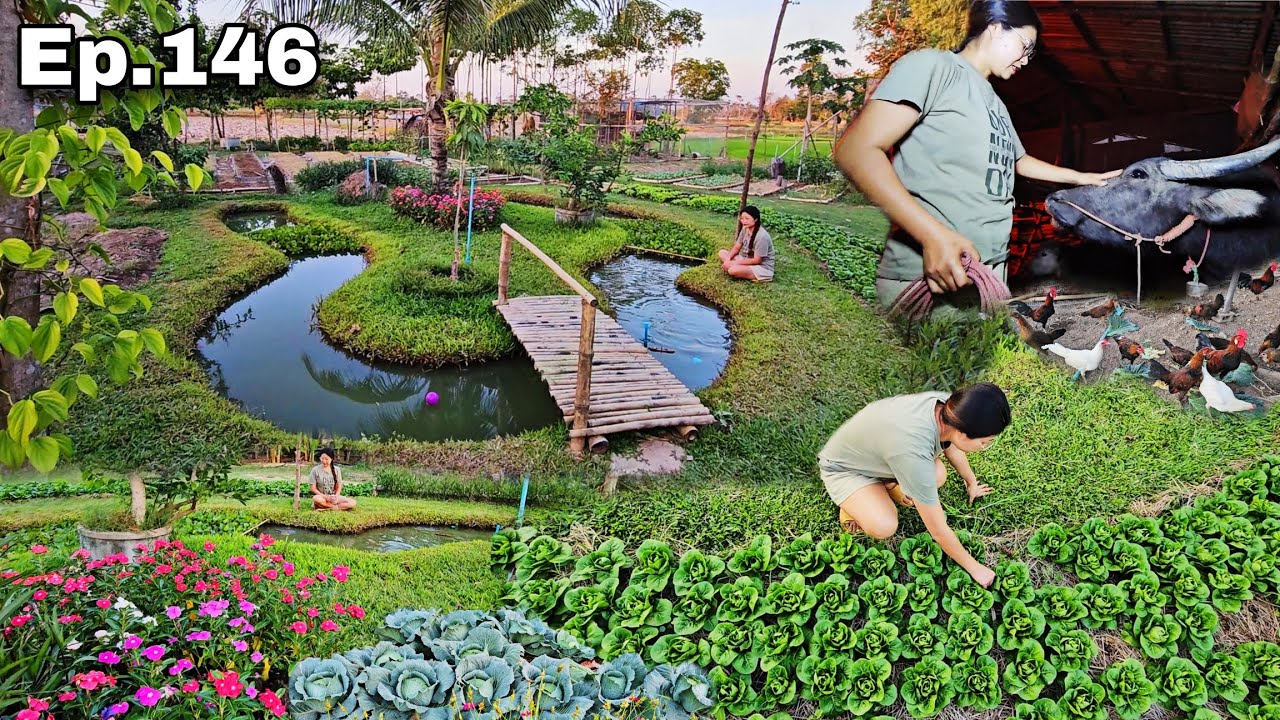 Ep.146 ตอน... ฟังเสียงธรรมชาติ ให้อาหารไก่ ปลา ชั่งสุขอุราอยู่ในฤทัย