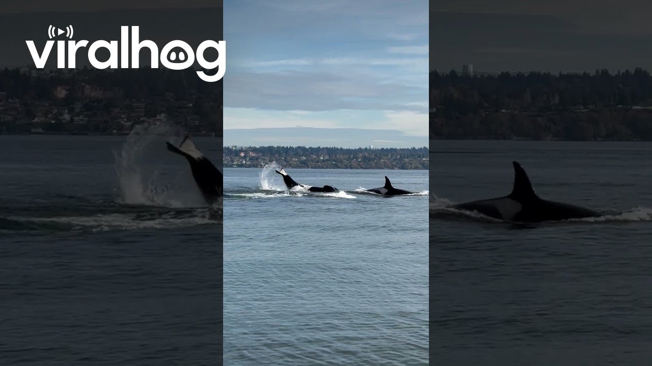 Crowd Reacts to Passing Orca Pod || ViralHog