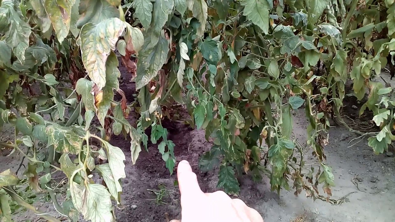 Удобрение Яра Мила под корень томата. Мой опыт.
