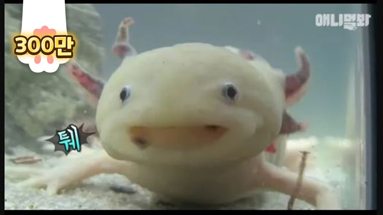 너 아픈데도 이렇게 귀엽기 있냐ㅣAxolotl, you&rsquo;re cute even when you&rsquo;re sick
