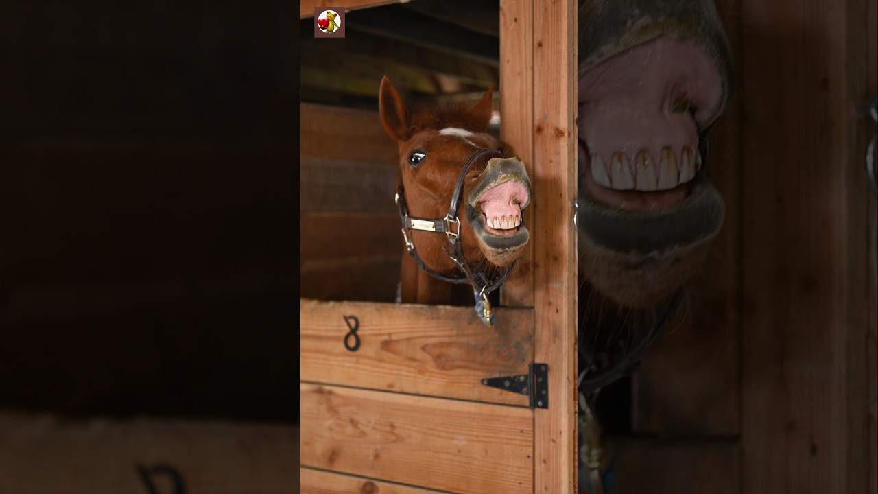 Horse sound | Horse neighing! #shorts
