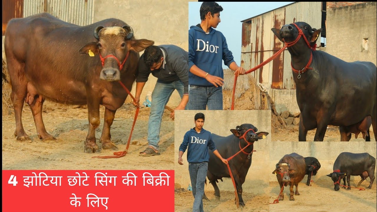 छोटे सिंग की 4 झोटिया और एक बुरी बहुत ही गजब डेयरी फार्म गांव करोड़ा 