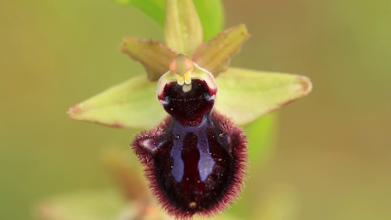 Orchidee spontanee , piccole, colorate, infinite emozioni