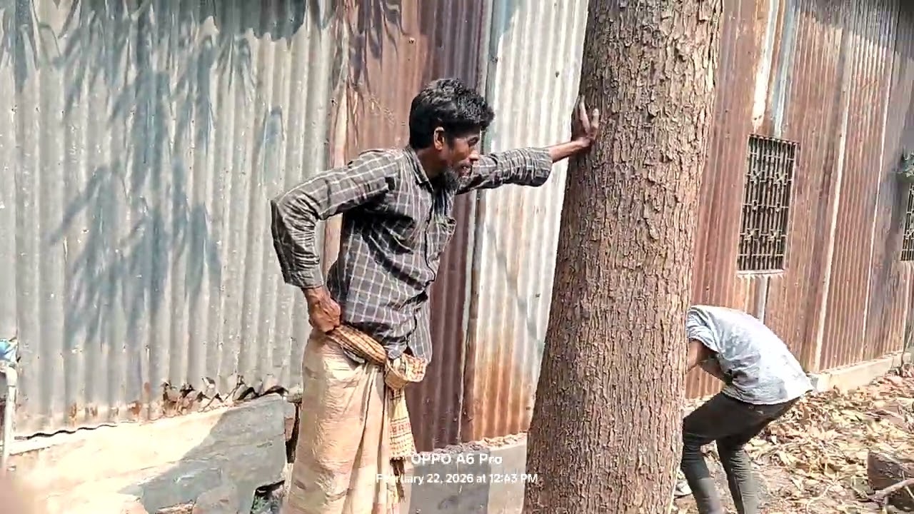 গাছ কাটছে।