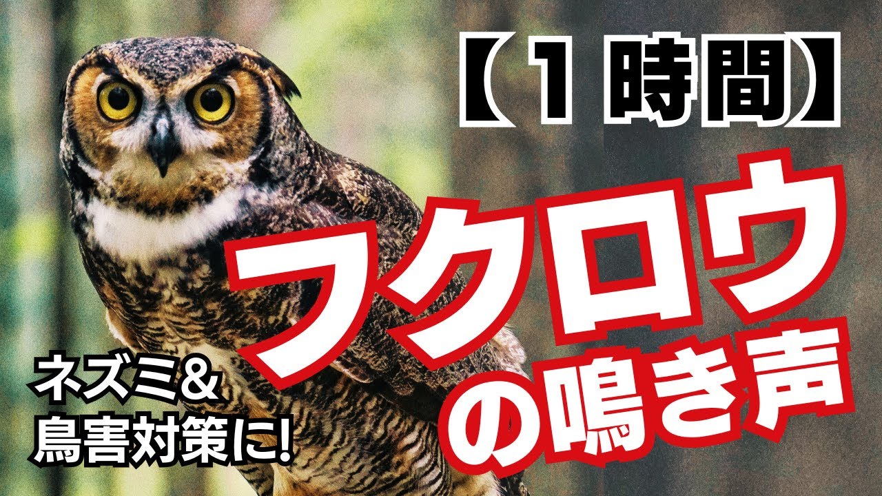 【1時間】フクロウの鳴き声＋超音波、モスキート音 | カラス、ネズミ対策に！