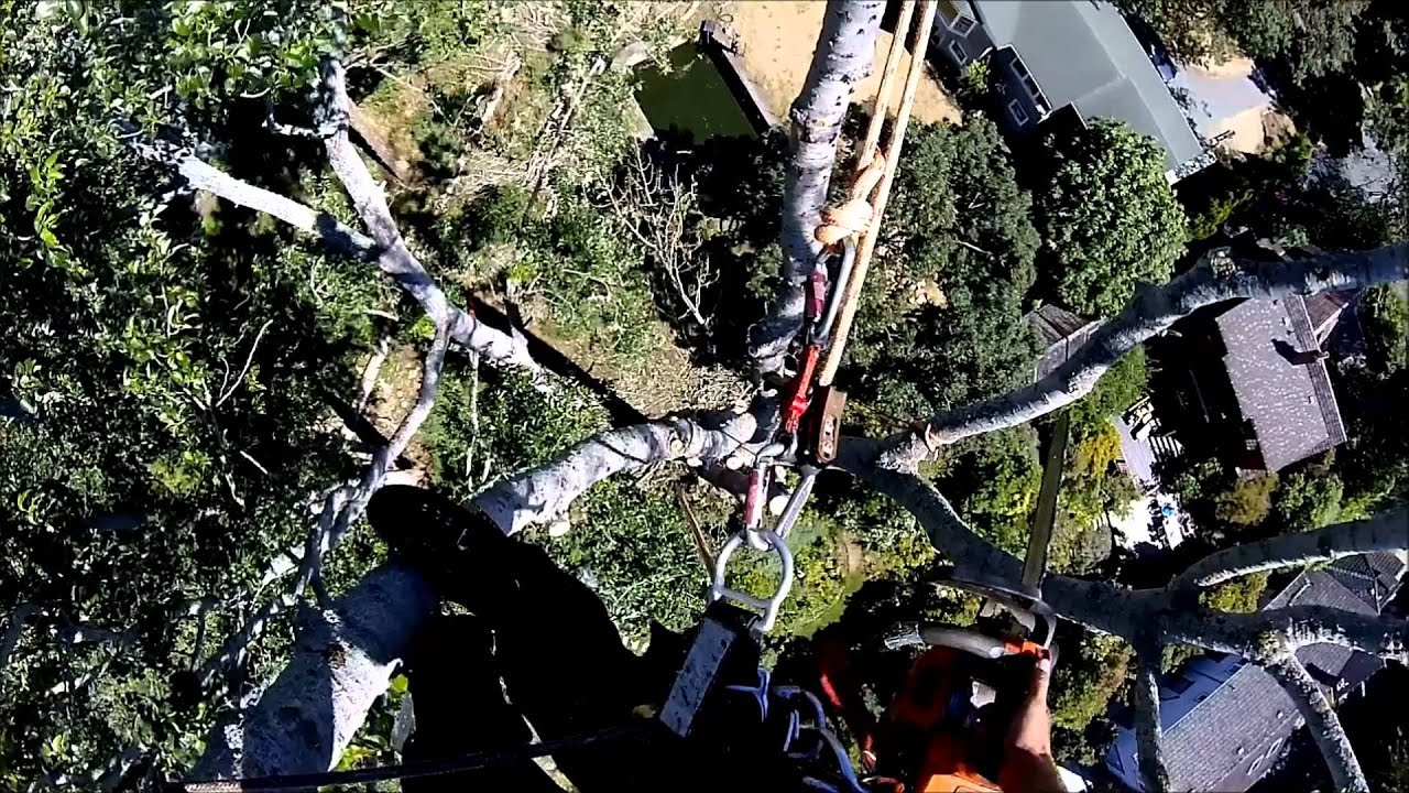 Coastal Tree Services - Poplar Removal