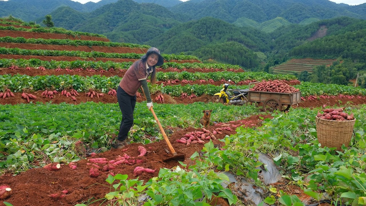 Harvest Sweet Potatoes To Sell At The Market – Farm Life: Cook, Care For Vegetables And Animals