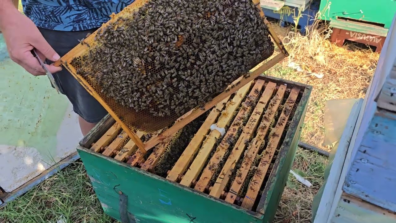 Surpriza celor 2 matci si un amărastean!