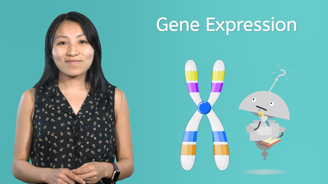 Gene Expression - How Traits Are Inherited and Expressed