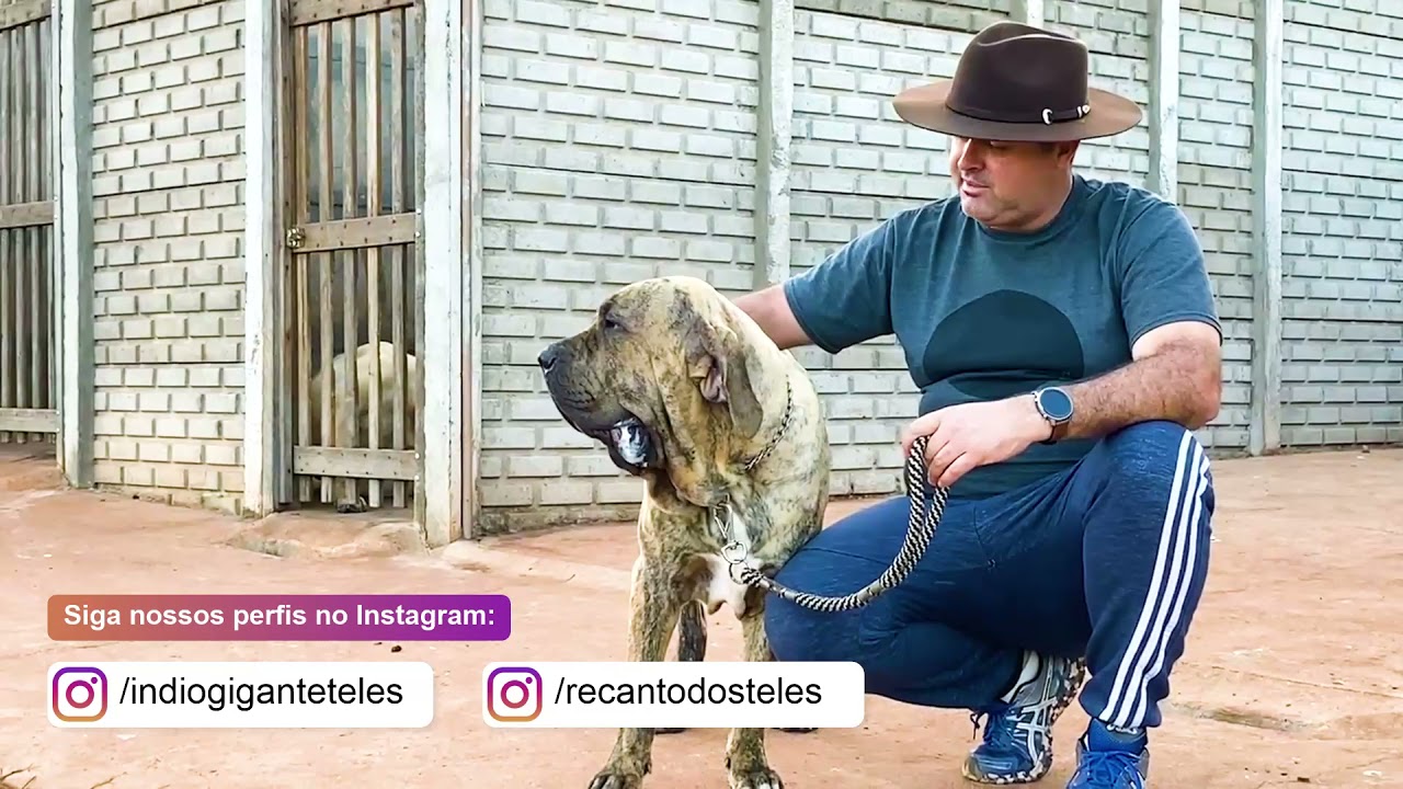 CONHEÇA NOSSOS CÃES FILA BRASILEIRO - TUFÃO