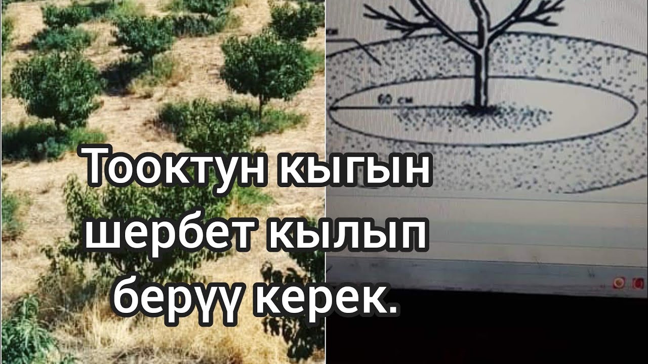 Бакка азык катары тооктун кыгын берсе болобу? Шабдаалы кандай болот?