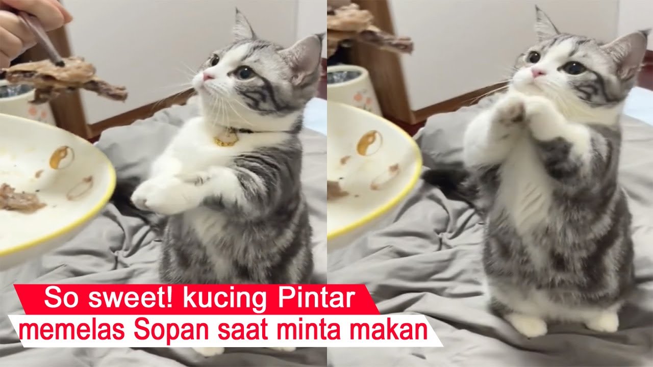 BIKIN KETAWA/kucing sopan minta makan sampai memelas Lucu bikin Gemes /kompilasi kucing Lucu