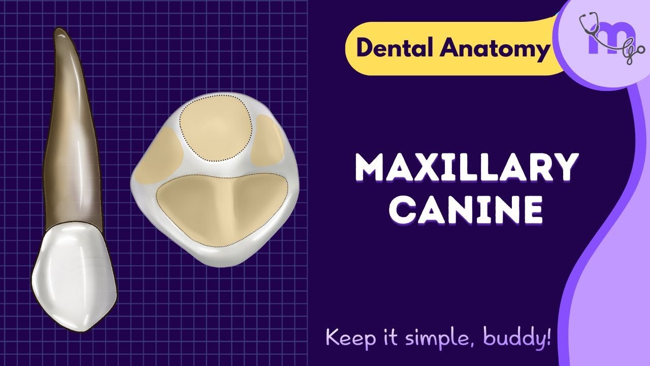 Maxillary Canine- Aspects & Anatomy Explained I Animated video