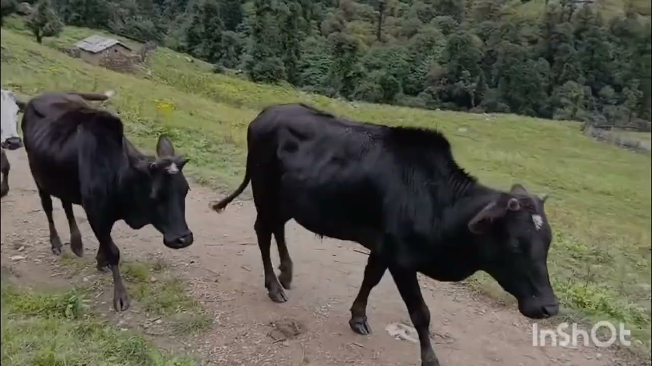 himalayan village life❤️🥀