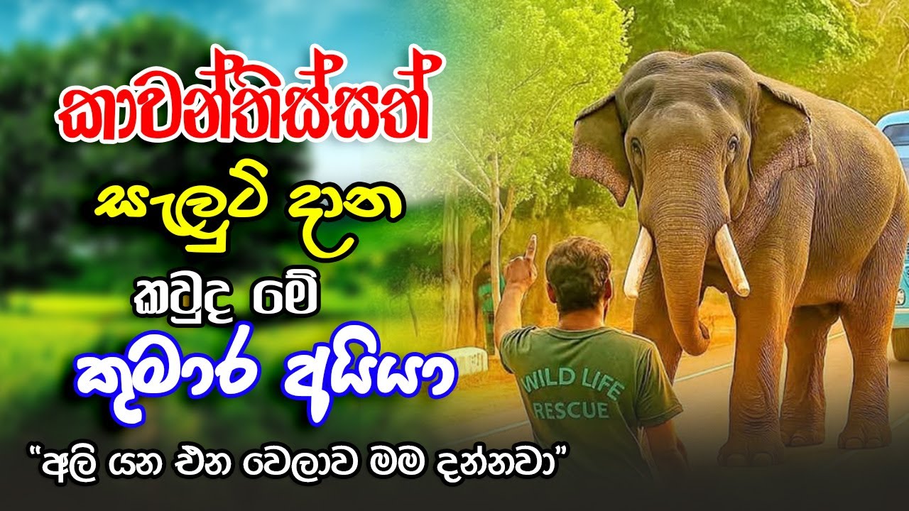කාවන්තිස්ස ඇතා පාර මාරු කරන කුමාර අයියා | Kumara Aiya & Tusker Kawanthissa