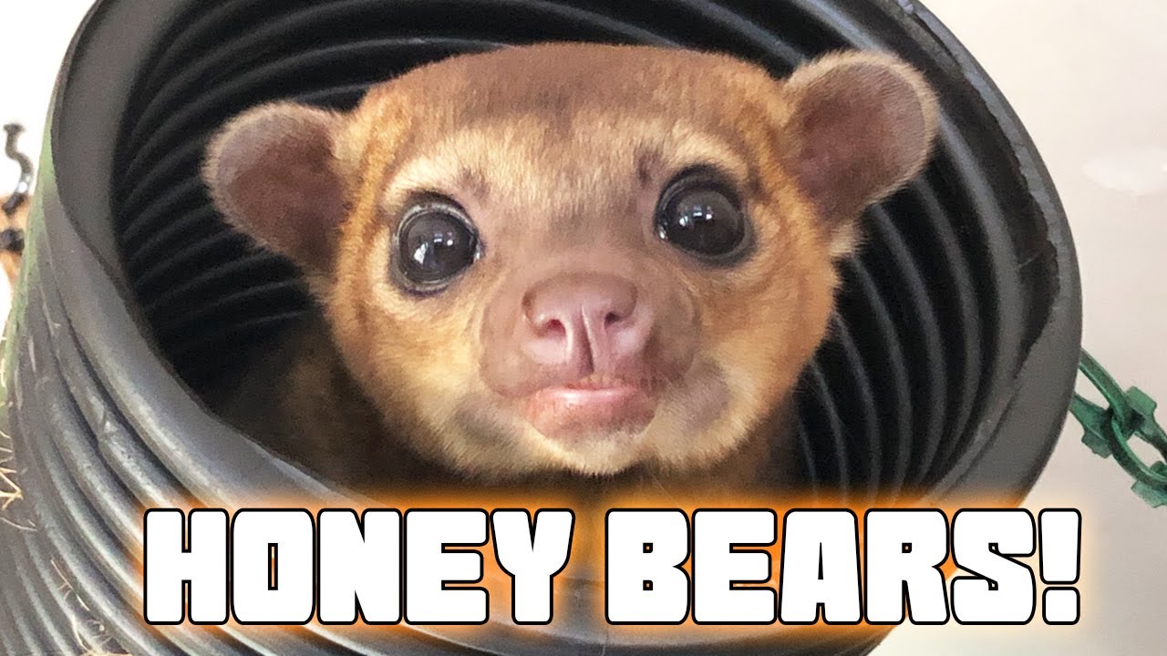 Kinkajou Rescue Visit! What you should know about these Cute Creatures :)
