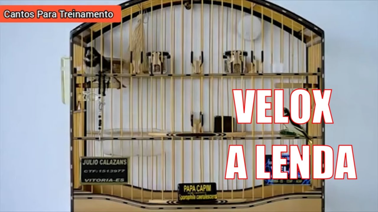 COLEIRO VELOX A LENDA PARA TREINAR SEU P&Aacute;SSARO