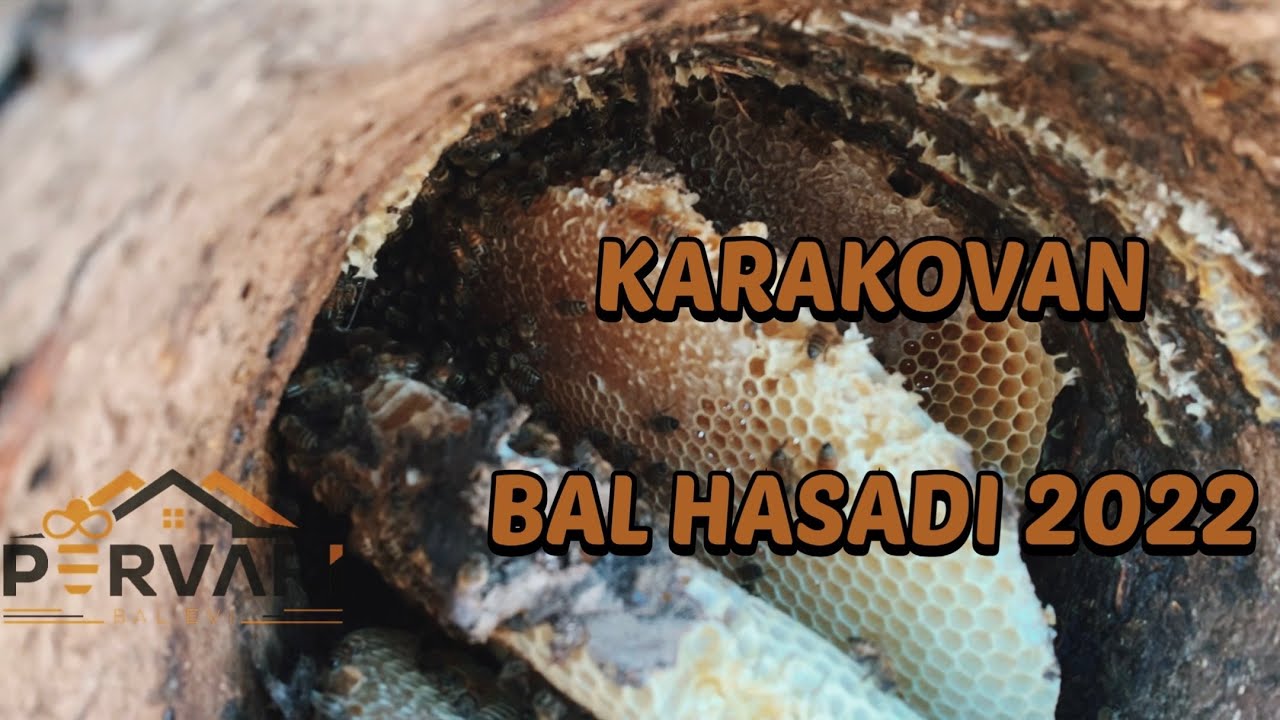 Karakovan BAL HASADI (2022) Pervari/Siirt/TURKEY
