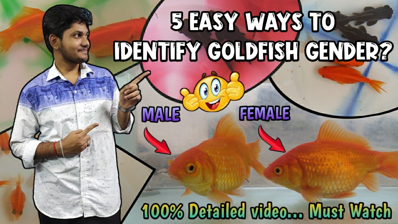 How to Identify Gold Fish Gender? | 5 Easy Ways to Identify Male or female | Wonder Aqua Garden