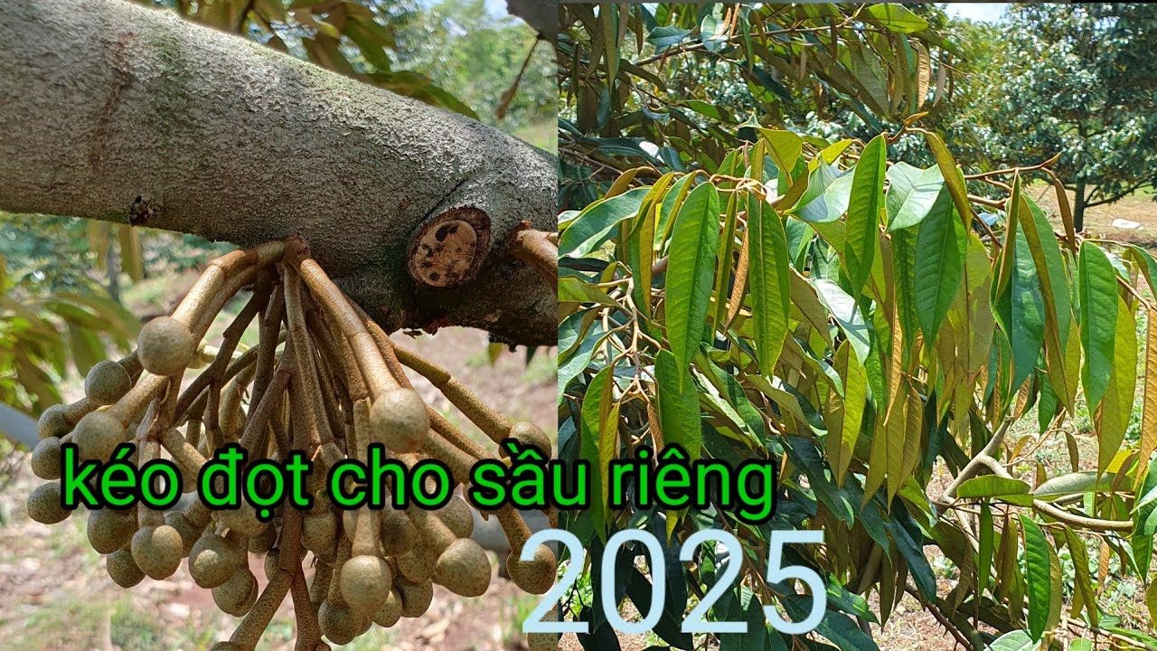 Kéo đọt cho sầu riêng niên vụ 2025