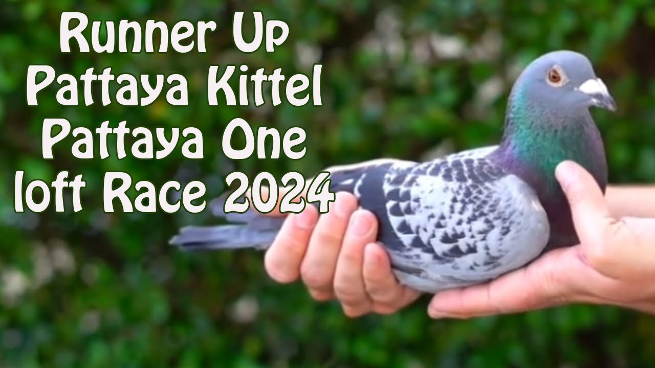 Winner Of 2nd. Final In The Pattaya International One Loft Race For sale In Pipa Pigeons Auction