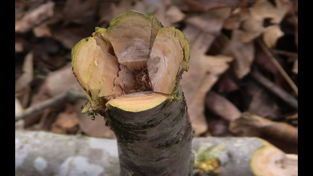 Batoning Wood with your Knife