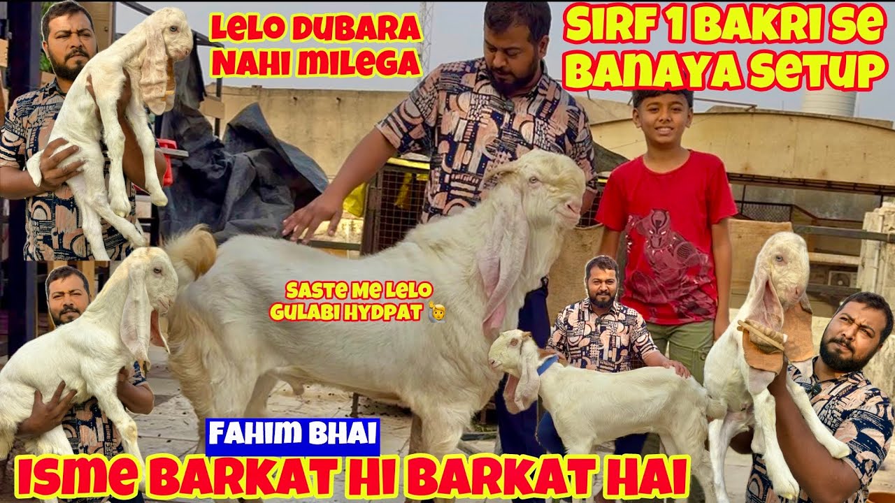 Lelo Saste🤨Me Hydpat Patira | Fahim Bhai Ne Sirf 1 बकरी se Kitna Kuchh banaya isko bolte shokh #goat