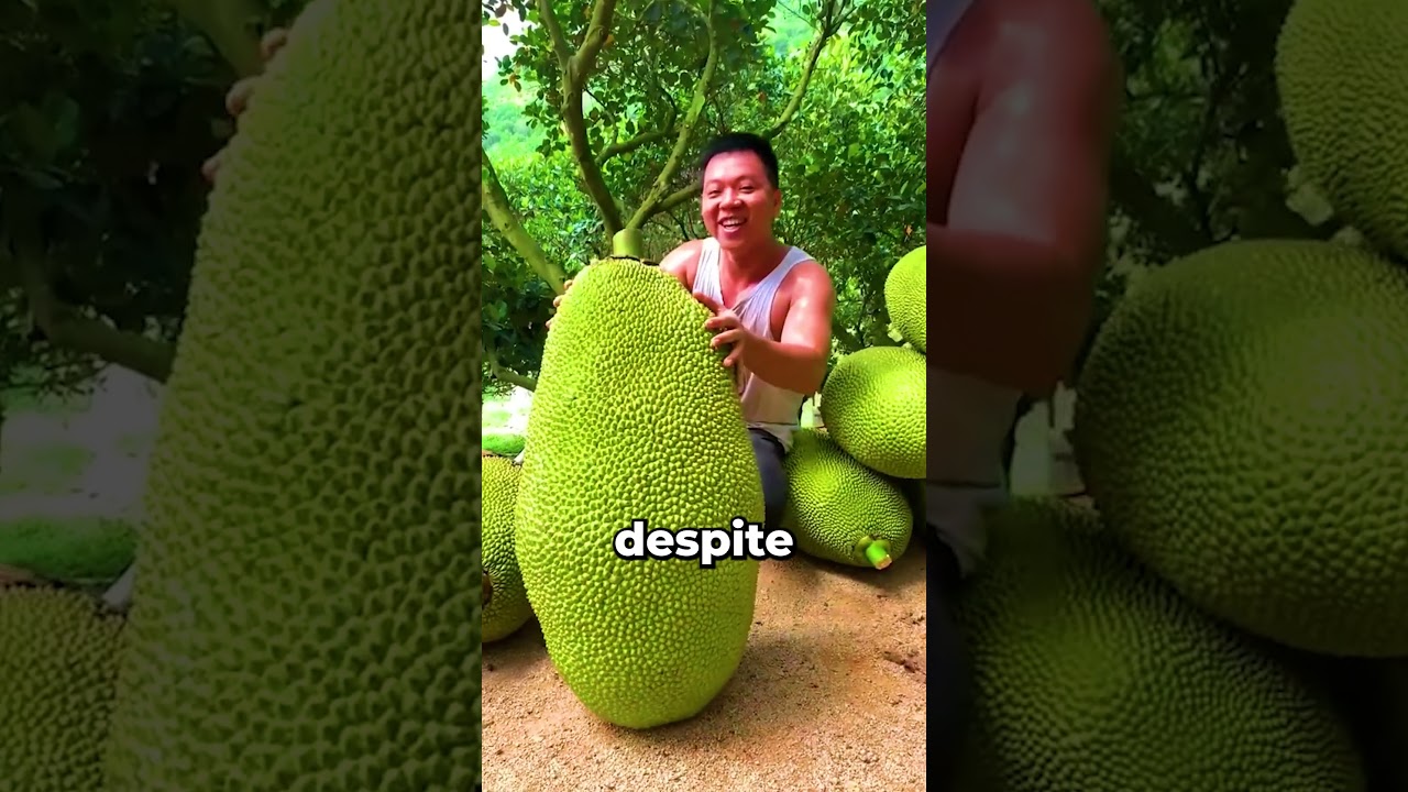 The world's stinkiest fruit 🤢