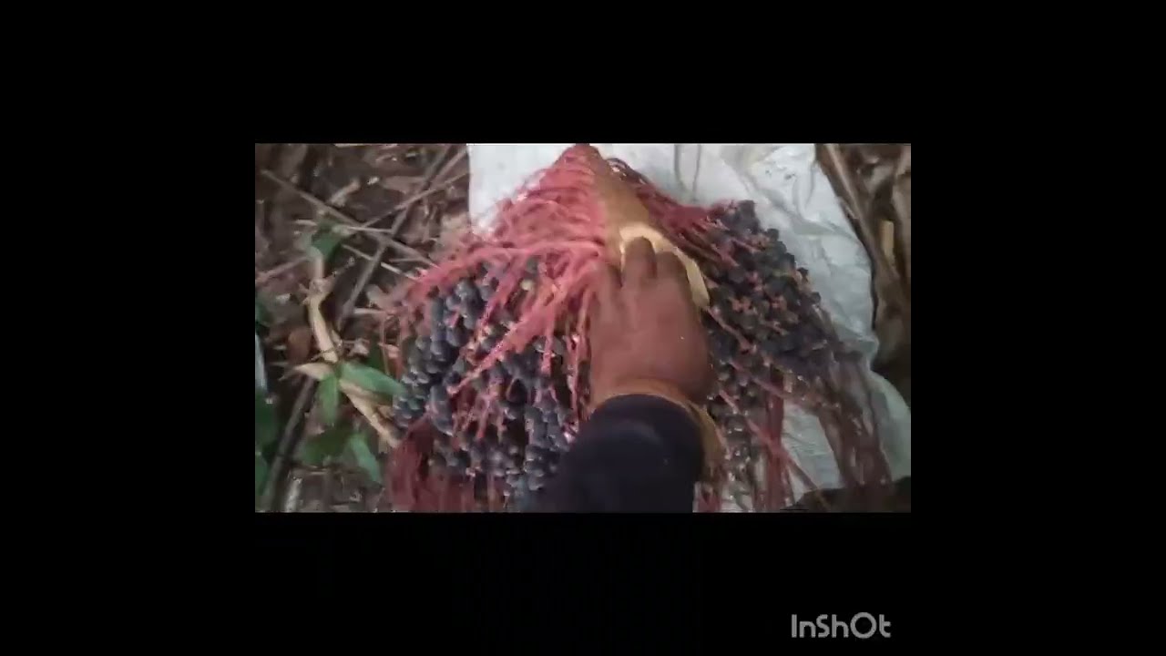 A PROCURA DAS BACABA, SOZINHO 🌴🫡🥷