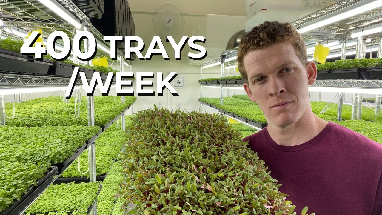 Inside a 400 Tray/Week Microgreen Farm ($360K/Year)