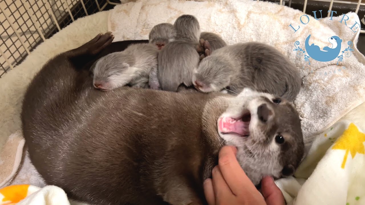 【Коллекция прошлых видео】У выдры появился новый братик или сестричка.